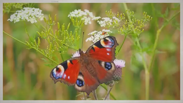 Video thumbnail for Do Butterflies Eat Mosquitoes?