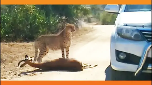 Video thumbnail for Cheetah Kills Impala That It Chased Into Car