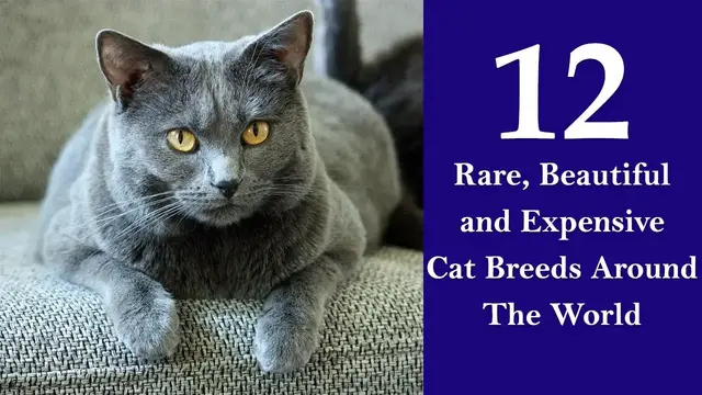 Video thumbnail for 12 Most Rare Cat Breeds