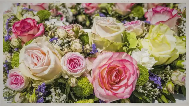 Video thumbnail for Why Do Rose Leaves Turn Yellow?