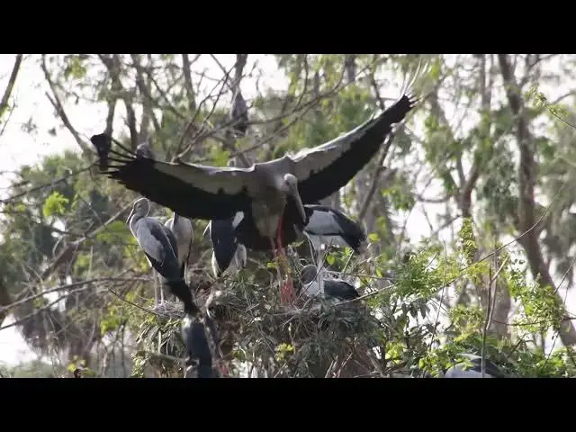 Video thumbnail for Area wild crane bird with black bird alot Hours #100020