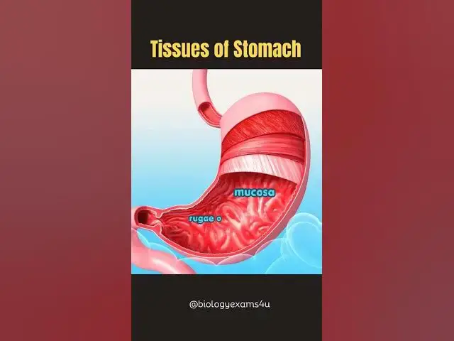 Video thumbnail for Stomach Tissues Animation