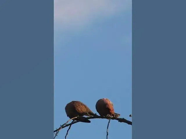 Video thumbnail for Wild Top  Dove Love ep.0017 #birds #nature #nest #birdnest #birdslover #birdeggs #birdsounds