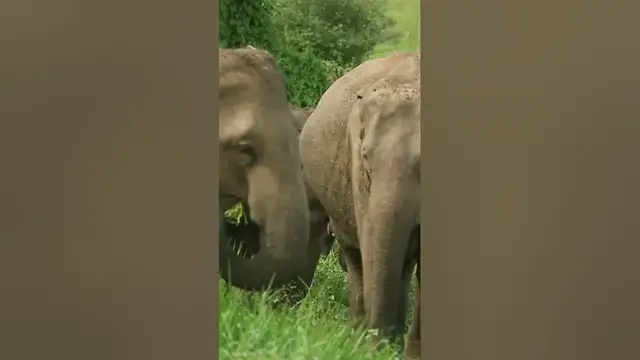 Video thumbnail for Elephants #shorts