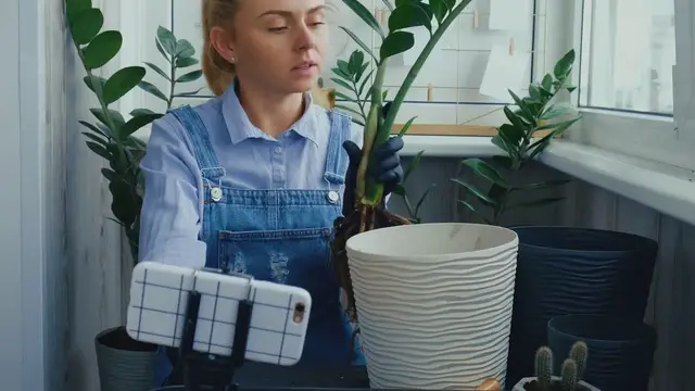 Video thumbnail for zz plant zamia problems and solutions