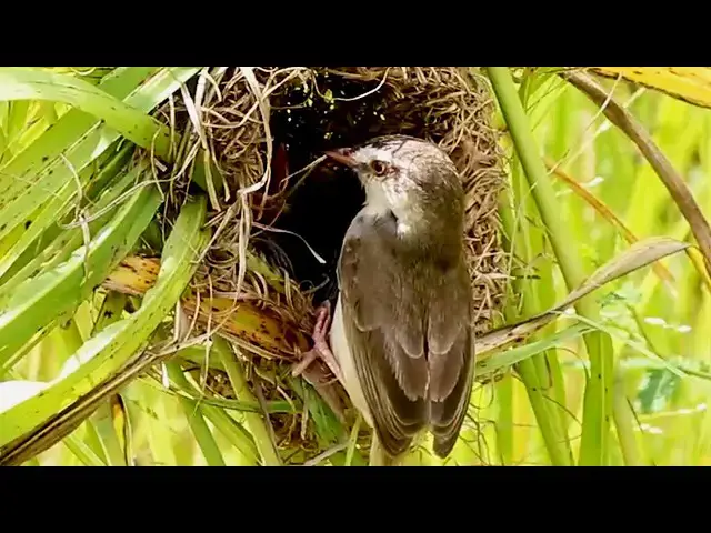 Video thumbnail for Wild Bird Nestlings Patiently Await Feeding