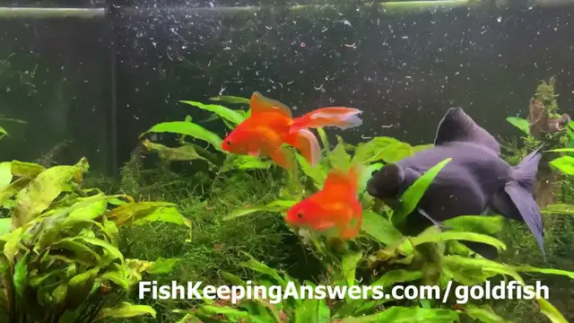 Video thumbnail for Fantail Goldfish Eating Bloodworms