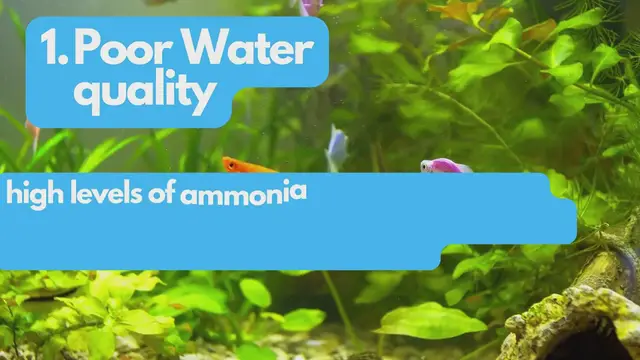 Video thumbnail for Mystery Snail Not coming out of shell