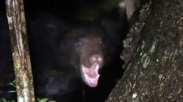 Video thumbnail for Sloth bear eating termites in Wilpattu national park | night safari