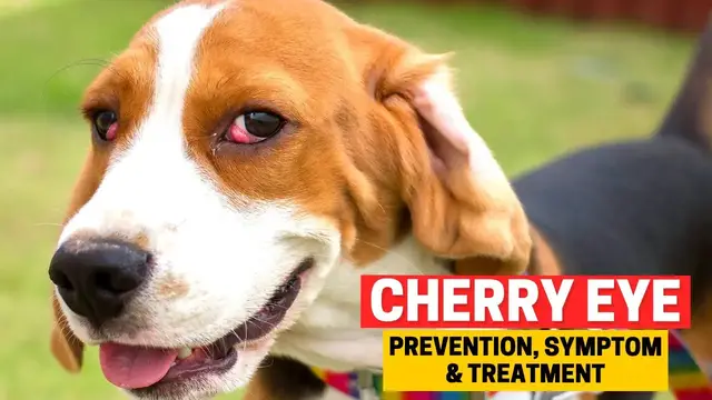Video thumbnail for Cherry Eye in Beagles: What It Is & When to Seek Help?