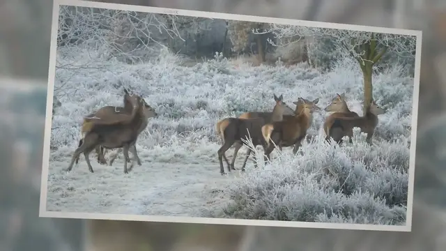 'Video thumbnail for What Do Whitetail Deer Eat? A Comprehensive Guide!'