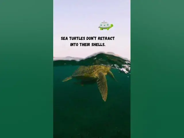 Video thumbnail for Sea Turtle Day