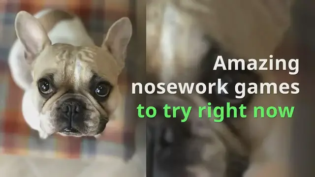 'Video thumbnail for Amazing indoor nose work games to play with your dog from Ruffle Snuffle'