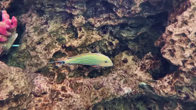 Video thumbnail for Acanthurus lineatus