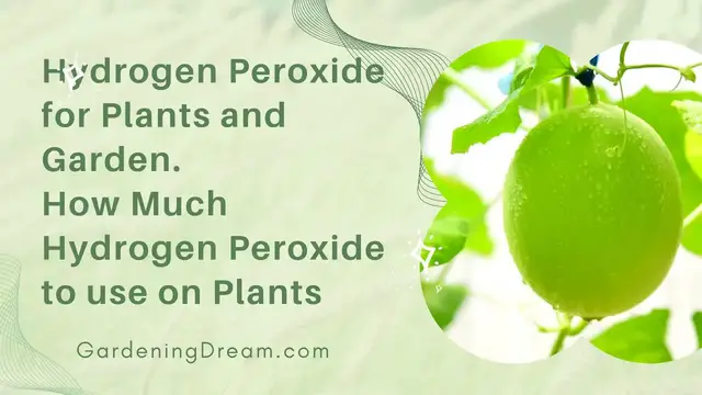 Video thumbnail for Hydrogen Peroxide for Plants and Garden  How Much Hydrogen Peroxide to use on Plants