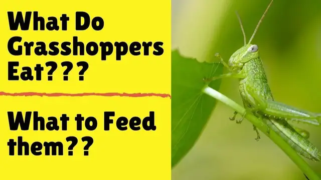 Video thumbnail for What Do Grasshoppers Eat - What To Feed a Grasshopper