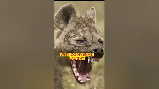 Video thumbnail for Laughing Hyenas | Why do hyenas laugh? #shorts