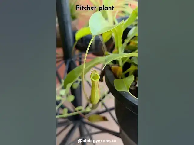 Video thumbnail for Carnivorous Plant || Structure of Nepenthes Pitcher