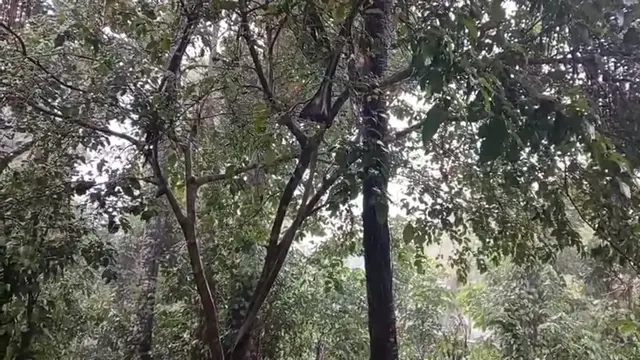 Video thumbnail for Rain, Greenery & Village silence