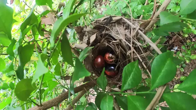 Video thumbnail for All birds on Nest  #babybird #dove #dovebird #nestbird #shortbird #nestdove #birdeat #birdfeed