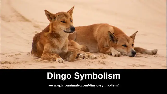 'Video thumbnail for Dingo Symbolism'