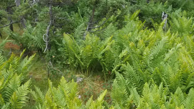 Video thumbnail for Tiny Treasures – Small Plants for Small Gardens