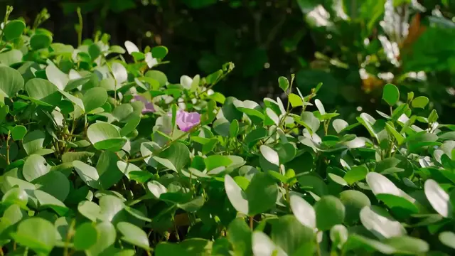 Video thumbnail for 8 Houseplants with the Longest Blooming Seasons