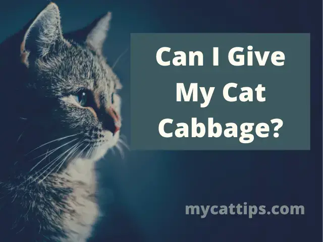 'Video thumbnail for Can I Feed My Cat Cabbage?'