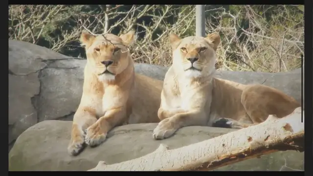 Video thumbnail for Do Lions Eat Grass? (The Answer May Surprise You)