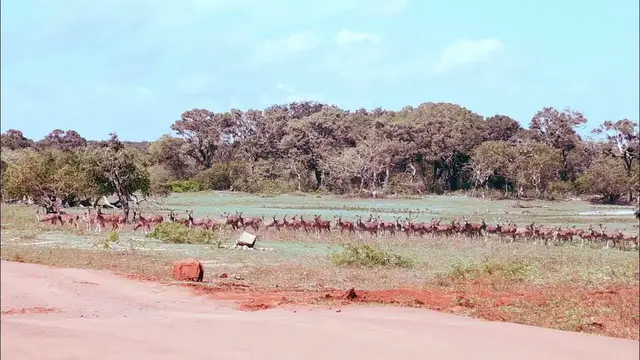 Video thumbnail for Spotted deer large gathering
