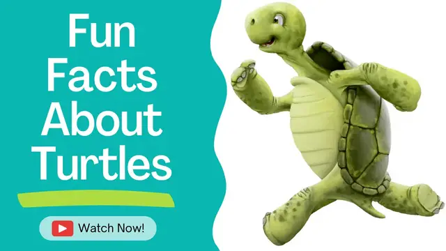 Video thumbnail for Fun Facts About Turtles | PetsBunch