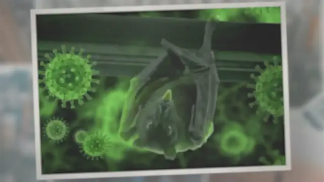 Video thumbnail for How Do Bats Get Rabies in the First Place?