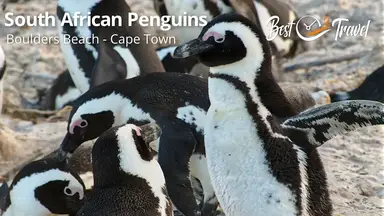 'Video thumbnail for 7 Facts About South African Penguins and Boulders Beach in Cape Town, South Africa'