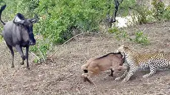 Video thumbnail for Battle Between Leopard & Wildebeest Mother over Calf