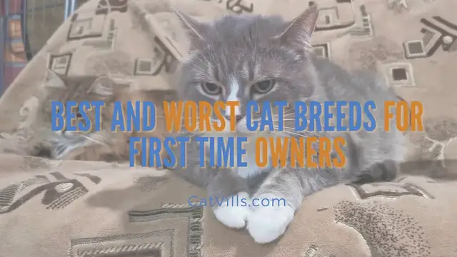 Video thumbnail for BEST AND WORST CAT BREEDS FOR FIRST TIME OWNERS