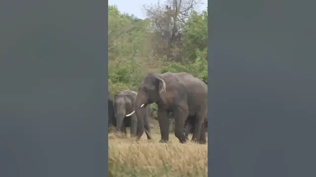 Video thumbnail for Elephant in musth #shorts