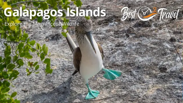 Video thumbnail for Galapagos Islands Guide - Tips - Animals