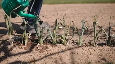 'Video thumbnail for Garlic Harvesting: A Guide to Perfect Timing and Techniques'