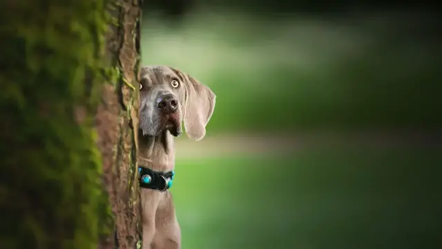 Video thumbnail for Behawiorysta – kto to jest? Kiedy warto zwrócić się o pomoc do behawiorysty?