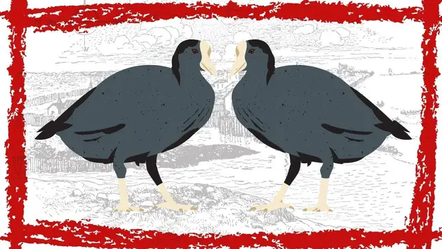 Video thumbnail for Eurasian Coot (Fulica Atra) Video | Eurasian Coot Bird Sound | Eurasian Coot Call, Song