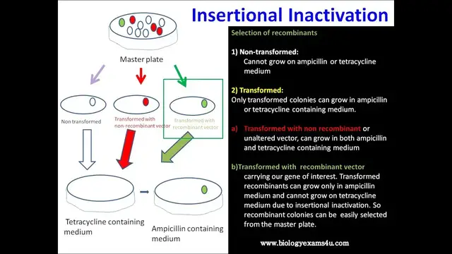 Video thumbnail for What is Insertional inactivation? How it helps in the selection of recombinant colonies?