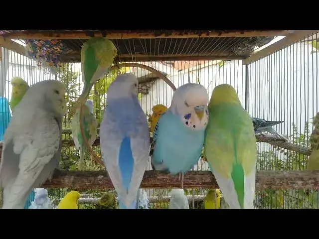 'Video thumbnail for 🕊️ Meditação Natural – 30 Min de Sons da Floresta'