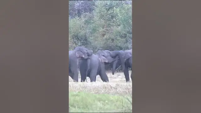 Video thumbnail for Elephants #shorts