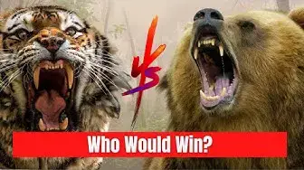 Video thumbnail for Tiger vs Grizzly Bear - Which one is the Strongest?