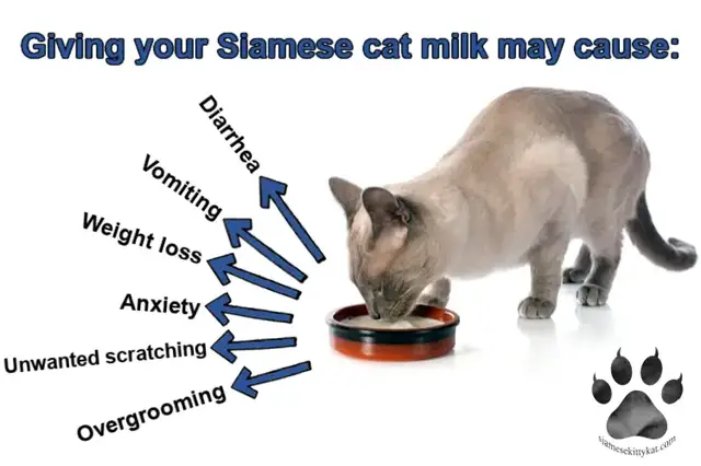Video thumbnail for Can a Siamese Cat Drink Milk – What You Need to Know!