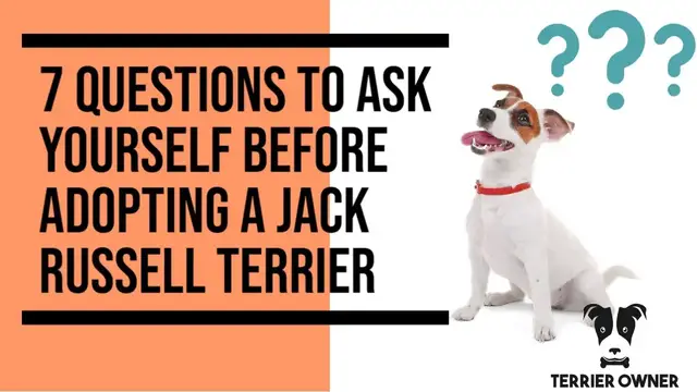 Video thumbnail for 7 Questions To Ask Yourself Before Adopting A Jack Russell Terrier into Your Family (Don't rush it)