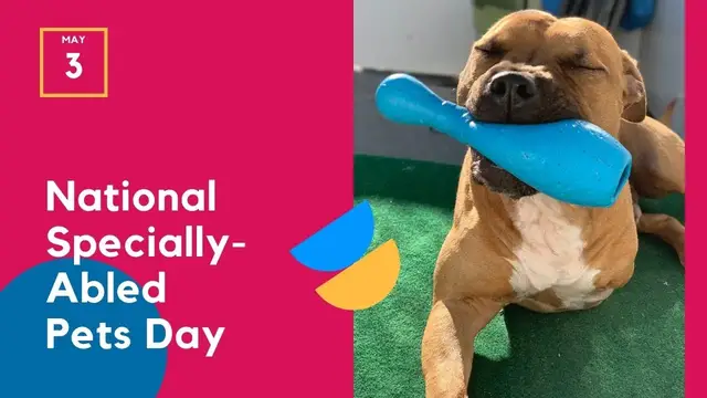 'Video thumbnail for National Specially-Abled Pets Day'