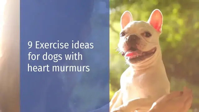 Video thumbnail for Exercise ideas for dogs with heart murmurs