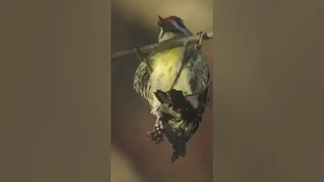 'Video thumbnail for Rare Yellow Bellied Sapsucker Eating!!!'