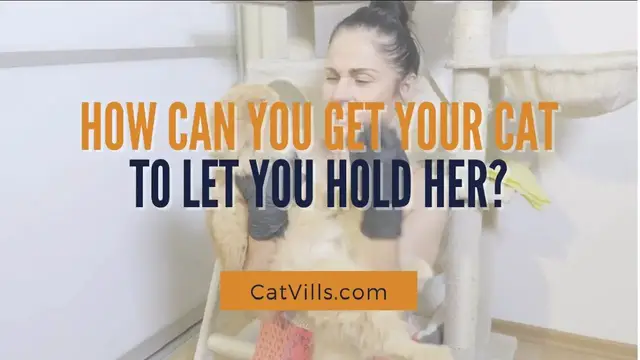 Video thumbnail for HOW CAN YOU GET YOUR CAT TO LET YOU HOLD HER